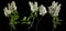 Brightly glowing white lilac blossom flowers isolated on black