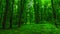 Brightly green forest