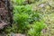 Brightly green Groundcedar in pine-wood