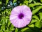 Brightly lavender flower Ipomoea cairica close-up.