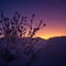 Brightly lit frozen, snow covered plants during the sunrise hour. Small winter svenery with a first snow in the morning.