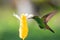 Brightly lit glittering Copper-rumped hummingbird feeding on a yellow shrimp plant