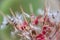 Brightly lit Pelargonium seeds, with fluffy hairs and a spiral body, are reflected in black perspex. Geranium seeds that