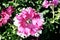 Brightly lit Pink white petunia close up