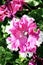 Brightly lit Pink white petunia close up