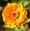 Brightly orange blossom of zinnia. Detailed picture