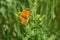 Brightly orange butterfly on a flower against green.