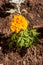 Brightly orange flower marigolds