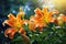 Brightly orange lily flowers. Beautiful flowers with orange petals