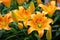 Brightly orange lily flowers. Beautiful flowers with orange petals