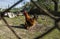 Brightly orange young staying on a ground in a bird`s yard behind a metal grid.