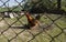 Brightly orange young staying on a ground in a bird`s yard behind a metal grid.