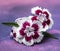 Brightly Patterned Dianthus Flower