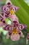 Brightly patterned sepals of Orchid Oncidium Tigersette.