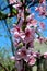 Brightly pink flowers blossom peach tree.