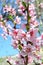 Brightly pink flowers blossom peach tree.