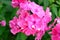 Brightly pink Phlox flowers