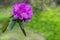 Brightly pink rhododendron flowers on a background of green grass. Blooming tree in spring on a sunny weather day