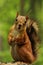 Brightly red-haired squirrel nibbles on sunflower seeds