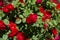 Brightly red roses in green foliage