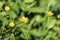 Brightly yellow flowers of meadow buttercup