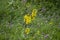 Brightly yellow plant inflorescence a buzulnik