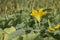 Brightly yellow zucchini flower rose above the green foliage