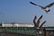 Brighton pier seagulls