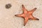 Brigth Starfish and Sea Urchin