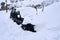 Brihuega, Spain - January 9, 2021: A car buried by the fallen snow after the Filomena snow storm in the town of Brihuega (Spain