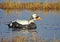 Brileider, Spectacled Eider, Somateria fischeri