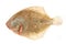 Brill flatfish