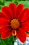 Brillant Orange Mexican Sunflower