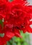 Brillant Red Hanging Begonia Flower
