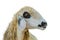 Brillen Schaf Sheep Face Isolation On White With Clipping Path