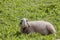 Brillenschaf sheep in an Italian mountain pasture