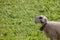 Brillenschaf sheep in an Italian mountain pasture