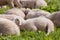 Brillenschaf sheep in an Italian mountain pasture