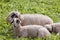 Brillenschaf sheep in an Italian mountain  pasture