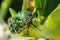 Brilliant beetle cetonia aurata creeps along flower