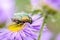 Brilliant beetle etonia aurata creeps along flower