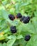 Brilliant black berries of the thorn free blackberry