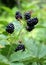 Brilliant black berries of the thorn free blackberry