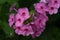 Brilliant Blooming Pink Phlox Flowers in a Garden