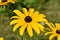 Brilliant Blooming Yellow and Brown Rudbeckia Flowers
