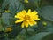 Brilliant Blooming Yellow Flowering Heliopsis Flower