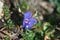 Brilliant blue alpine flower with four petals and stamens