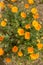 Brilliant buttercup yellow flowers of Eschscholzia californica Californian poppy,golden poppy, California sunlight, cup of gold