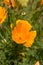 Brilliant buttercup yellow flowers of Eschscholzia californica Californian poppy,golden poppy, California sunlight, cup of gold