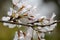 Brilliant cherry blossom on branch